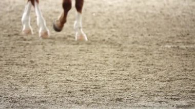  Hd 1080 p süper yavaş rekabetçi atları spor yarış