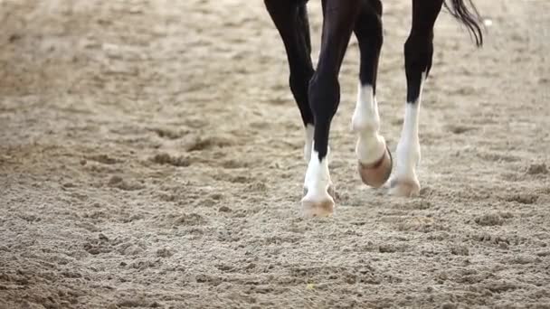 1080P Super Lento Deportes Carreras Caballos Competitivos — Vídeo de stock