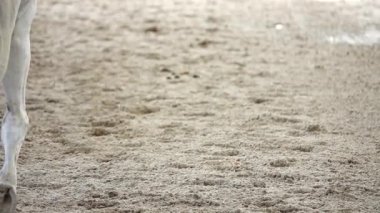 HD 1080 p süper yavaş yarışan atlar spor kum sahası süvarisi yargıç seyirci geleneği uluslararası süvari atı süvari atına binme imparatorluğu