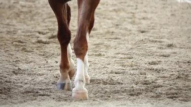 HD 1080 p süper yavaş yarışan atlar spor kum sahası süvarisi yargıç seyirci geleneği uluslararası süvari atı süvari atına binme imparatorluğu