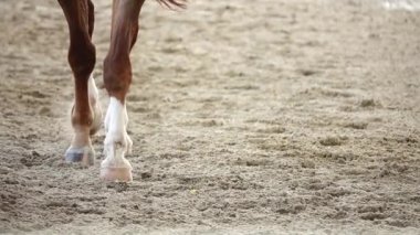 HD 1080 p süper yavaş yarışan atlar spor kum sahası süvarisi yargıç seyirci geleneği uluslararası süvari atı süvari atına binme imparatorluğu