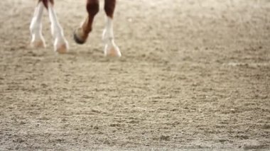 HD 1080 p süper yavaş yarışan atlar spor kum sahası süvarisi yargıç seyirci geleneği uluslararası süvari atı süvari atına binme imparatorluğu