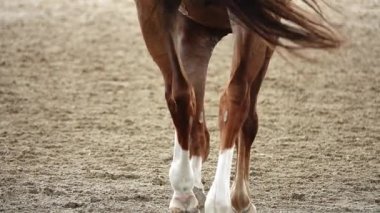 HD 1080 p süper yavaş yarışan atlar spor kum sahası süvarisi yargıç seyirci geleneği uluslararası süvari atı süvari atına binme imparatorluğu
