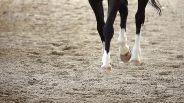 HD 1080 p süper yavaş yarışan atlar spor kum sahası süvarisi yargıç seyirci geleneği uluslararası süvari atı süvari atına binme imparatorluğu