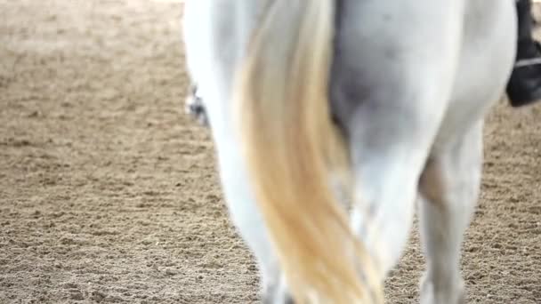 1080P Super Lentidão Cavalos Equestres Competitivos Corridas Esporte Campo Areia — Vídeo de Stock