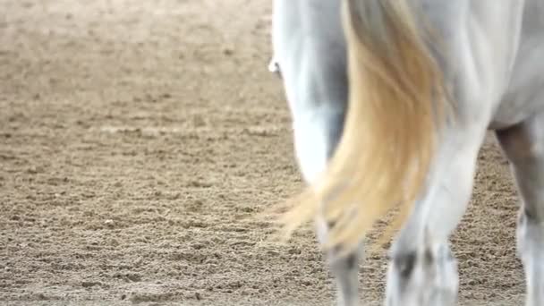 1080超低速の乗馬競争力のある馬のレーススポーツ砂フィールドHorseman裁判官観客伝統国際Horseman乗馬騎兵馬帝国 — ストック動画