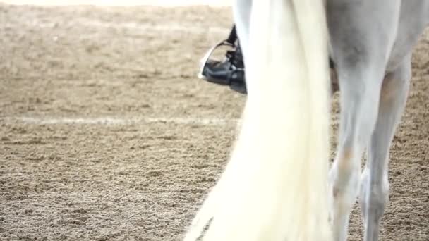 1080P Super Lentidão Cavalos Equestres Competitivos Corridas Esporte Campo Areia — Vídeo de Stock