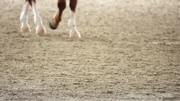 1080P Super Slowequestrian Závodní Koně Závodní Sport Písek Pole Jezdec — Stock video