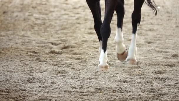 1080P Super Slow Ecuestre Caballos Competitivos Carreras Deporte Arena Campo — Vídeos de Stock