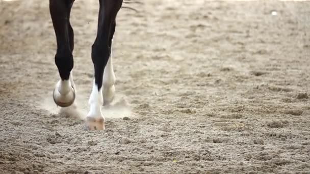 1080P Super Lentidão Cavalos Equestres Competitivos Corridas Esporte Campo Areia — Vídeo de Stock