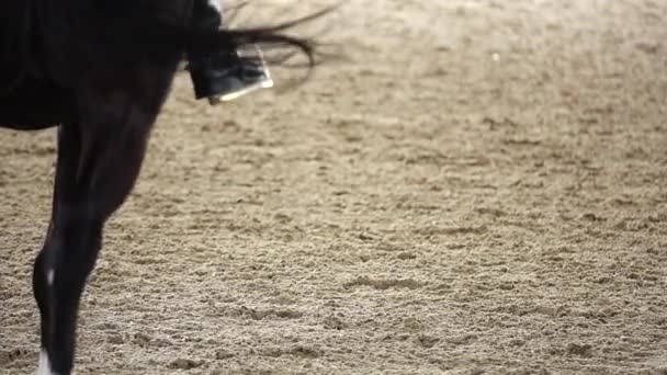 1080P Супер Медленный Конные Конкурирующие Лошади Гонки Спортивного Песчаного Поля — стоковое видео
