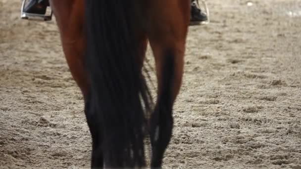 1080 Süper Yavaş Yarışan Atlar Spor Kum Sahası Süvarisi Yargıç — Stok video