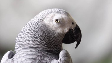 Afrigan gri papağan kuş evde beslenen hayvan hayvanlar vahşi doğa 