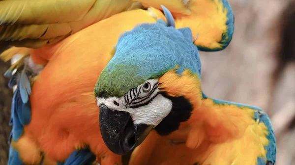 The eye blue and gold macaw bird pet animal wildlife