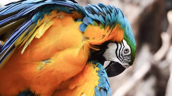 The eye blue and gold macaw bird pet animal wildlife