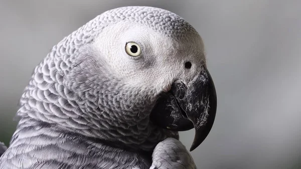 Afrigan gri papağan kuş evde beslenen hayvan hayvanlar vahşi doğa 