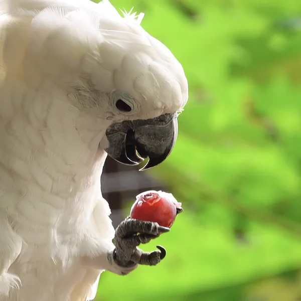 Cockatoo is eating grapes animal bird pet in the nature green backgound