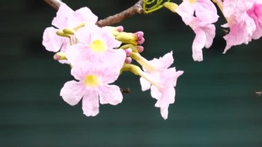 4 k pembe trompet ağaç güzel doğa