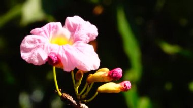 4 k pembe trompet ağaç güzel doğa