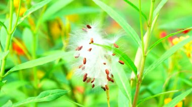 Doğa yeşil artalan closeup 4 k güzel kırmızı çiçek 