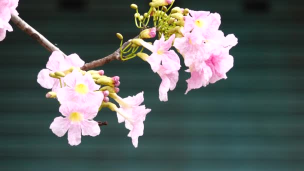 Růžové Trubka Strom Krásnou Přírodou — Stock video
