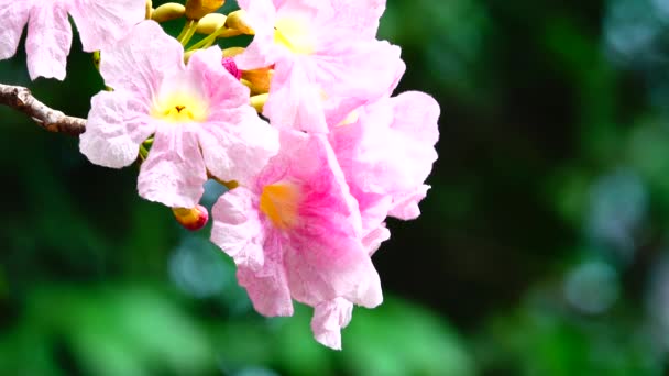 Rosa Trompeta Hermosa Naturaleza — Vídeo de stock