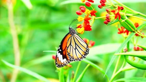 Tailandés Hermosa Mariposa Prado Flores Naturaleza Aire Libre — Vídeos de Stock