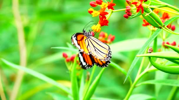 Tailandés Hermosa Mariposa Prado Flores Naturaleza Aire Libre — Vídeos de Stock