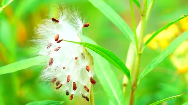 1080P Super Lento Hermosa Flor Roja Naturaleza Fondo Verde Primer — Vídeo de stock