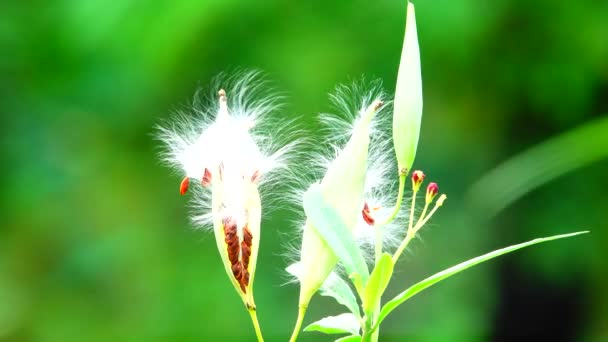 Schöne Rote Blume Der Natur Grüne Rückseite Nahaufnahme — Stockvideo