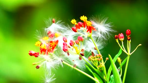 Hermosa Flor Roja Naturaleza Fondo Verde Primer Plano — Vídeos de Stock