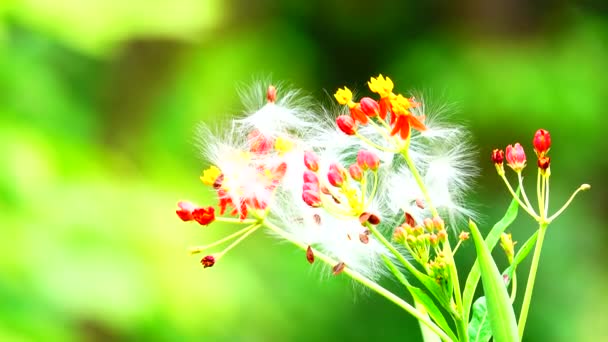 Hermosa Flor Roja Naturaleza Fondo Verde Primer Plano — Vídeos de Stock