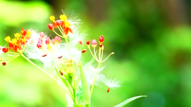 Schöne Rote Blume Der Natur Grüne Rückseite Nahaufnahme — Stockvideo