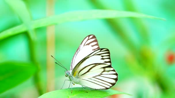 Thai Beau Papillon Sur Prairie Fleurs Nature Extérieur — Video