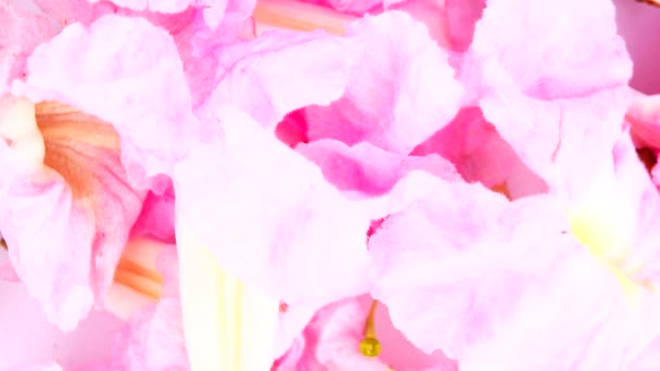 Blur Foco Trompeta Rosa Árbol Hermosa Naturaleza — Vídeos de Stock