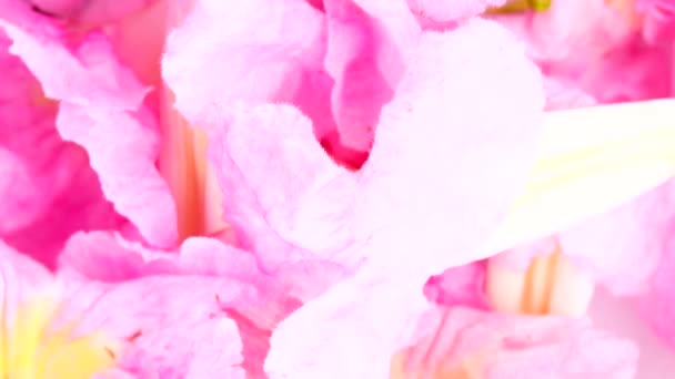 Blur Foco Trompeta Rosa Árbol Hermosa Naturaleza — Vídeo de stock