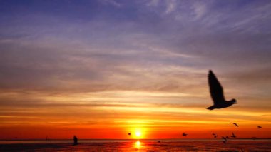 HD 1080p süper yavaş martılar güzel gün batımı gökyüzü plajı turistleri.