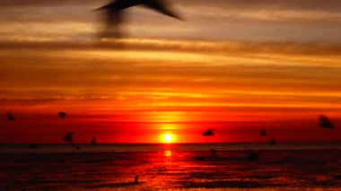 HD 1080p süper yavaş martılar güzel gün batımı gökyüzü plajı turistleri.