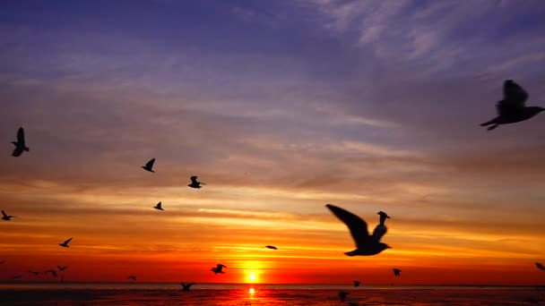 1080P Süper Yavaş Martılar Güzel Gün Batımı Gökyüzü Plajı Turistleri — Stok video