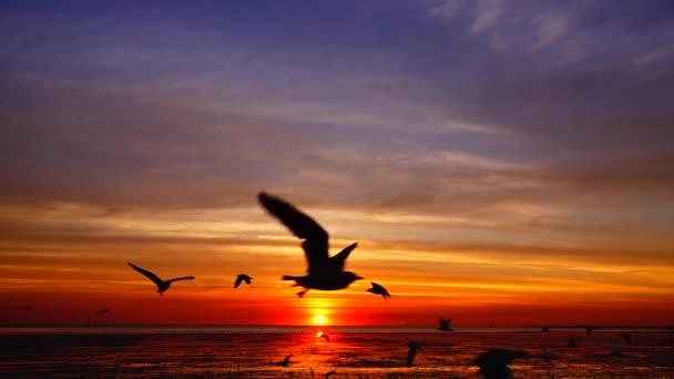 1080P Gaviotas Súper Lentas Volar Hermosa Puesta Sol Completa Cielo — Vídeo de stock