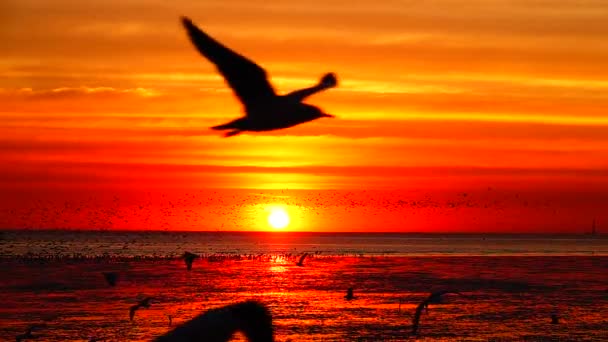 1080P Gaviotas Súper Lentas Volar Hermosa Puesta Sol Completa Cielo — Vídeo de stock