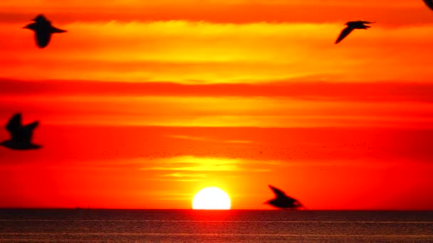 1080P Супер Медленные Чайки Летать Красивый Полный Закат Солнечный Свет — стоковое видео