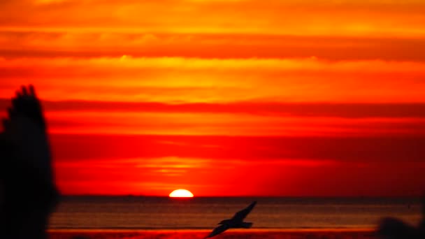 1080P Super Slow Seagulls Fly Beautiful Full Sunset Sunlight Sky — Stock Video