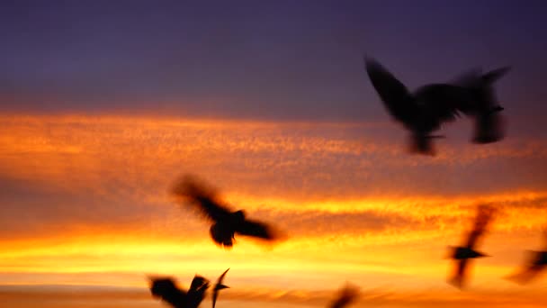 1080P Gaviotas Súper Lentas Volar Hermosa Puesta Sol Completa Cielo — Vídeo de stock