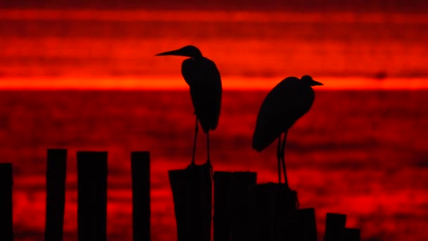 Ouette Två Fågel Vackra Solnedgången Solljus Himmel Twilight Beach Bakgrund — Stockvideo