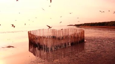 HD 1080p süper yavaş martılar güzel gün batımı gökyüzü plajı turistleri.