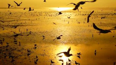 HD 1080p süper yavaş martılar güzel gün batımı gökyüzü plajı turistleri.