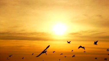 HD 1080p süper yavaş martılar güzel gün batımı gökyüzü plajı turistleri.