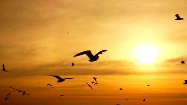 HD 1080p süper yavaş martılar güzel gün batımı gökyüzü plajı turistleri.