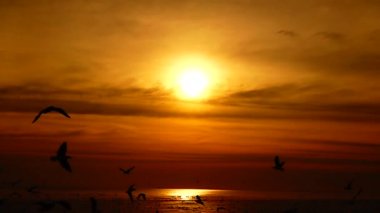HD 1080p süper yavaş martılar güzel gün batımı gökyüzü plajı turistleri.